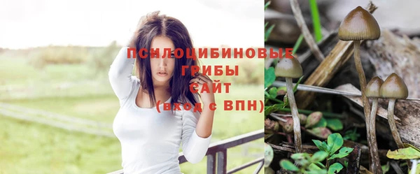 PSILOCYBIN Дмитриев