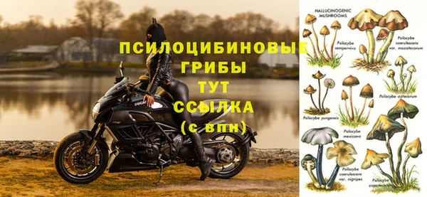 PSILOCYBIN Дмитриев